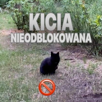 Kicia nieodblokowana