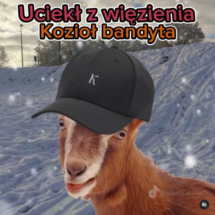 Kozioł bandyta